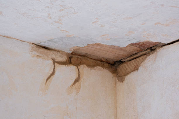Best Flood damage cleanup  in Edmore, MI